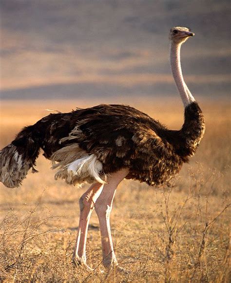 Ostrich – the biggest bird in the world | DinoAnimals.com