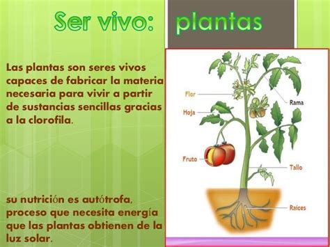 ser vivo y ser inerte- las plantas y las rocas