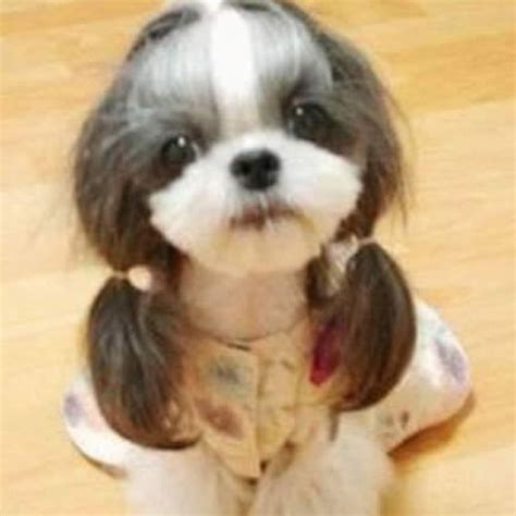 Hilarious Dog Haircuts : Biological Science Picture Directory – Pulpbits.net