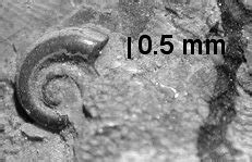 Cincinnatian Fossils and Stratigraphy