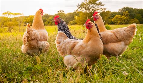 36+ Ideas for Naming Your Chicken or Poultry Farm - The Hip Chick