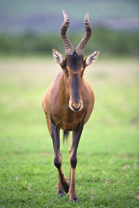 Approaching Hartebeest stock photo. Image of africa, elephant - 23309706