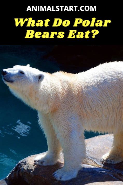 What Do Polar Bears Eat? Polar Bear Diet & Eating Habits | Polar bear ...