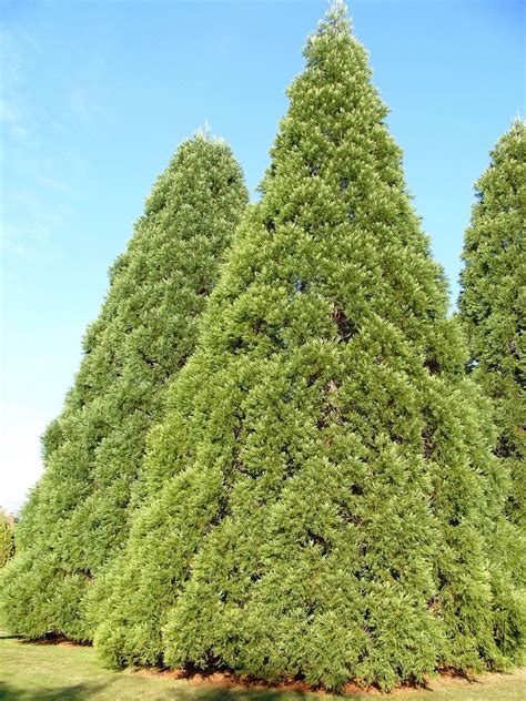 Facts About Cedar Trees – Learn How To Care For A Cedar Tree