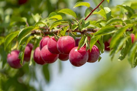 Plum Fruit Tree - Free photo on Pixabay - Pixabay