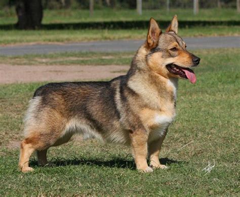 German Shepherd Corgi Mix: Temperament, Facts, and Health Care