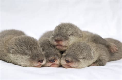 SeaWorld Orlando's Newborn Otters in Good Hands - Otters Photo (5274069) - Fanpop