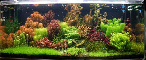 21+ Freshwater Aquarium, Percantik Hunian!