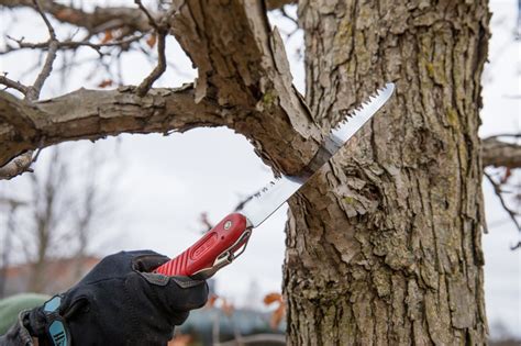 Pruning Trees | How and When To Prune | The Morton Arboretum