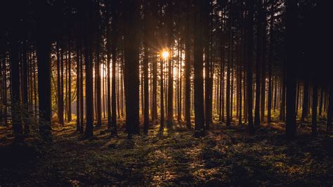 Sunlight Passing Through Dark Trees In Forest During Sunset Time 4K HD Nature Wallpapers | HD ...