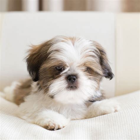 #1 | Shih Tzu Puppies For Sale By Uptown Puppies