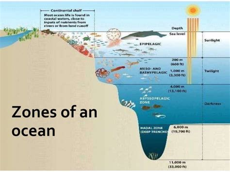 Adaptations in deep sea fishes | PPT