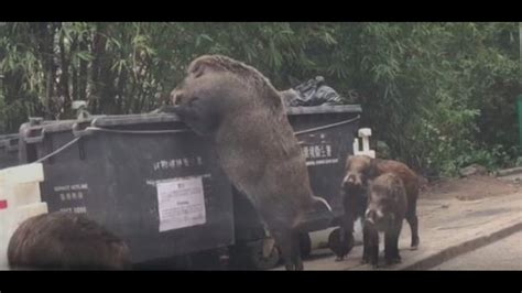 Gigantic Wild Boar Dubbed “Pigzilla” Seen Rummaging Through Dumpster | 5newsonline.com