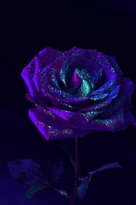 Purple Roses Wallpaper Hd