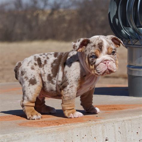 Rare English Bulldog Puppies - Manmade Kennels XL Pit Bulls