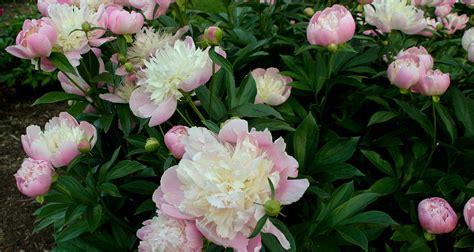 Photo of the Week: Peony Garden, Nichols Arboretum