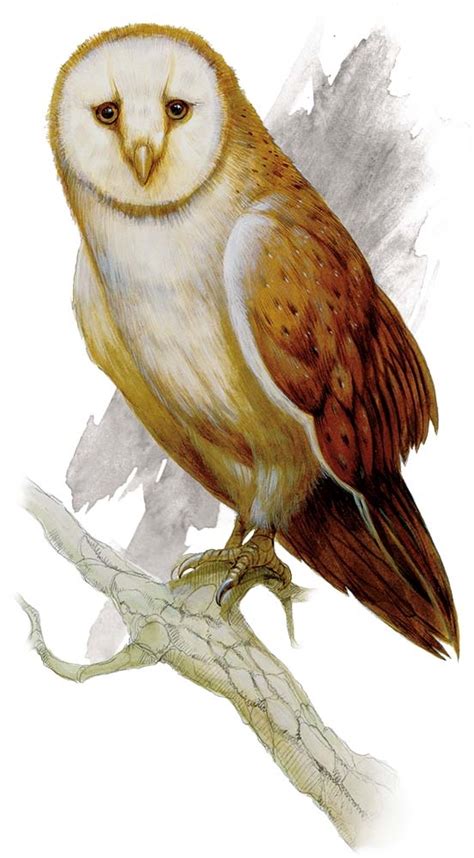 Giant Owl - Monsters - D&D Beyond