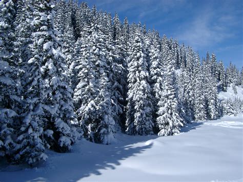 Free Stock photo of Snow covered forest of pine trees | Photoeverywhere