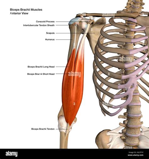 3D rendering of biceps brachii muscles isolated in anterior view with lables Stock Photo - Alamy