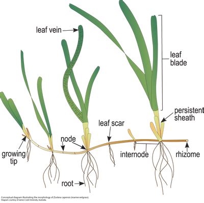 About Eelgrass