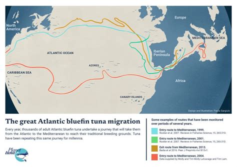 BLUEFIN TUNA MIGTATION ROUTES INFOGRAPHICS - Planet tuna