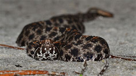 PHOTOS: What are the six venomous snakes in Florida? | ktvb.com