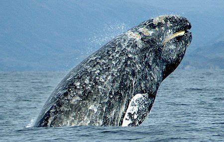 Baleen whale - Wikipedia