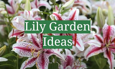 Lily Garden Ideas - GardenProfy