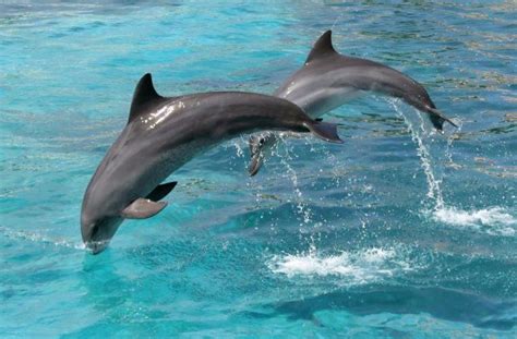 Bottlenose Dolphins Swimming