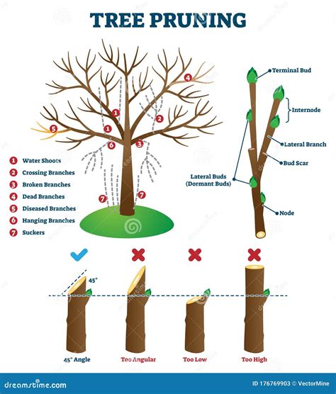 Tree Pruning Vector Illustration. Labeled Educational Plant Shaping Scheme Stock Vector ...