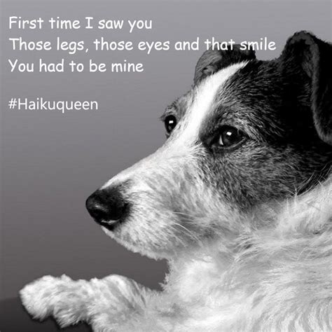 Haiku Poems, Animal Magic, Jack Russell Terrier, Digital Portrait ...