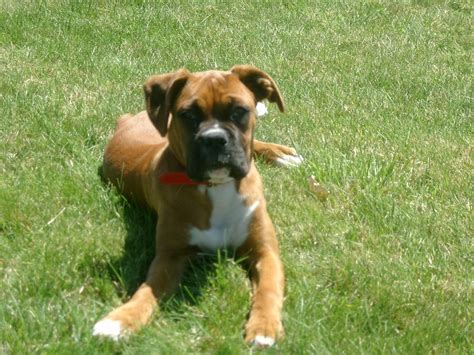 ENGLISH BULLDOG BOXER MIX PUPPIES FOR SALE