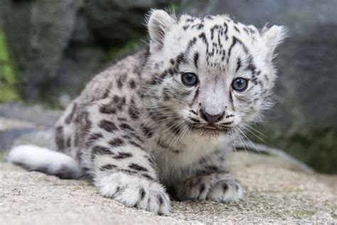 Meet Kitai the Endangered Snow Leopard Cub | Baby snow leopard, Snow leopard cub, Cute baby animals