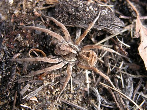 Wolf Spider Identification Chart