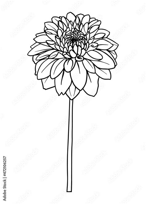 Contour drawing of a dahlia flower. Vector isolated clipart. Minimal monochrome hand-drawn ...