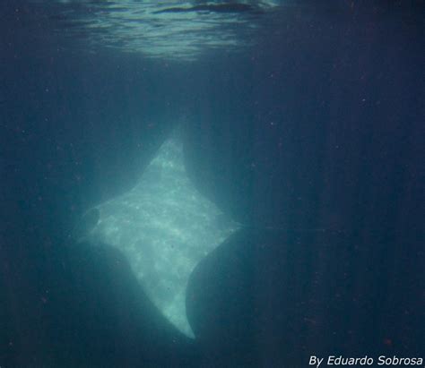 Incredible Albino Manta Ray Encounter in Playas del Coco, Costa Rica