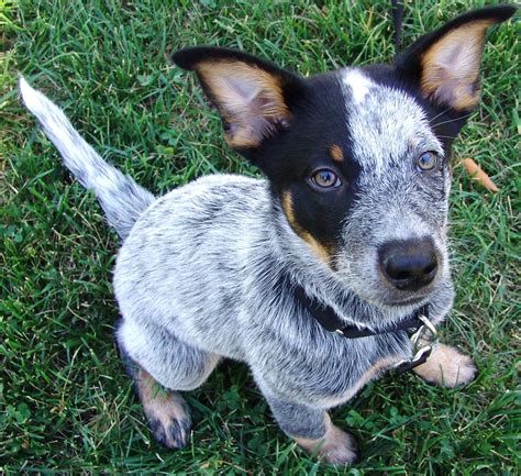 Brutus - Australian Cattle Dog - 12 weeks old Blue Heeler - Queensland ...