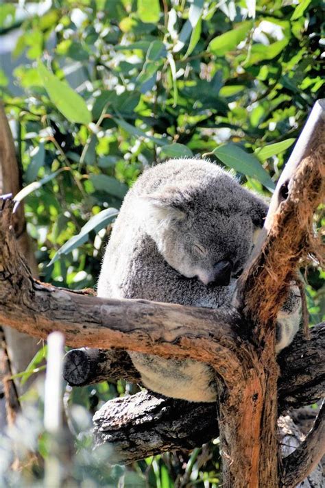 Sleeping Koala Bear stock image. Image of tree, balanced - 74473841