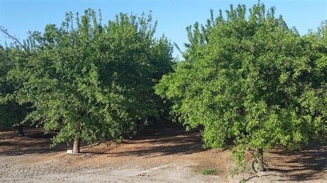 Sustainable Ag: A View from the Field: Almond Trees Can Tolerate Drought – But It Comes with a Price