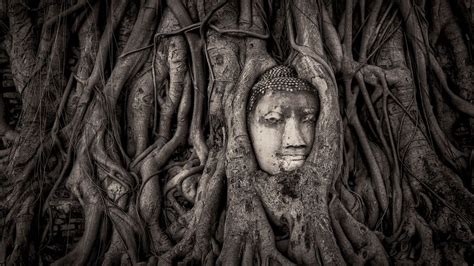 The 700-year-old sculpture swallowed by tree roots - BBC Culture