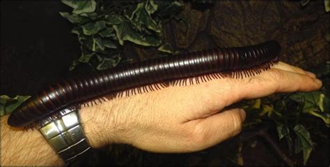 African Giant Millipede - Jonathan's Jungle Roadshow