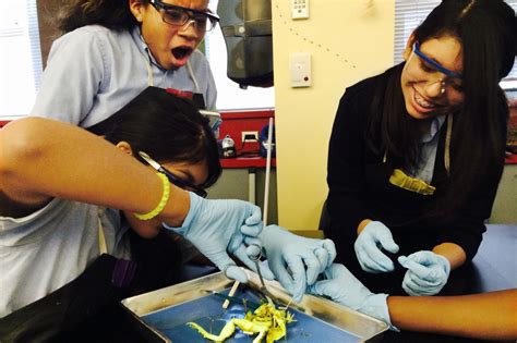 Dissecting A Frog: A Middle School Rite Of Passage : NPR Ed : NPR