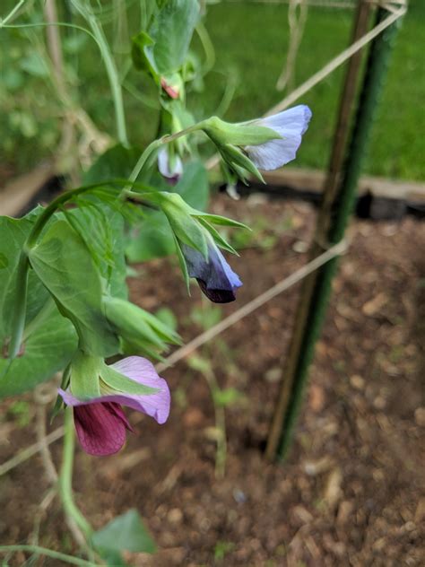 Pisum sativum (Austrian Winter Pea, Austrian Winter Peas, English Pea, English Peas, Field Pea ...