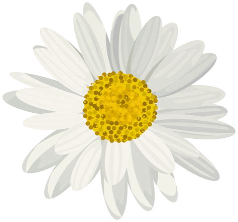 Daisy clipart marguerite, Daisy marguerite Transparent FREE for download on WebStockReview 2024