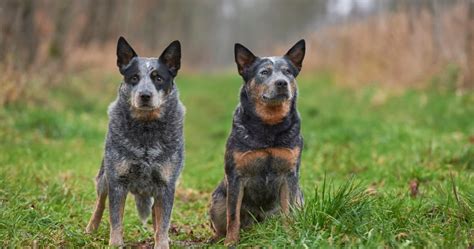 3 Proven Methods For House Training A Blue Heeler Puppy - Alpha Trained Dog