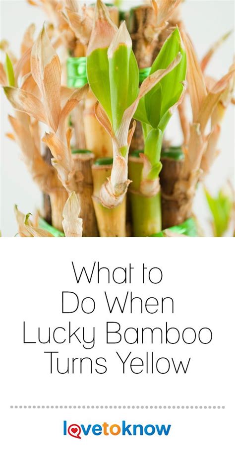 Why Is My Lucky Bamboo Plant Turning Yellow? | LoveToKnow | Lucky bamboo plants, Bamboo plant ...