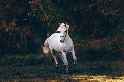 The 12 Best Horse Photography Tips and Tricks | Contrastly