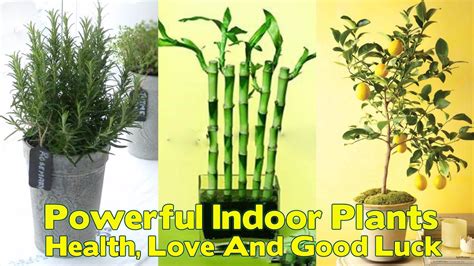 12 Powerful Indoor Plants That Are Known To Bring You Good Health, Love And Good Luck | Health ...