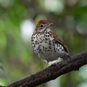 Wood Thrush - Facts, Diet, Habitat & Pictures on Animalia.bio