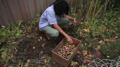 Harvesting & Storing Jerusalem Artichokes - YouTube